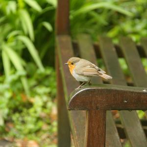 European Robin