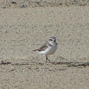 Common Ringed Plover