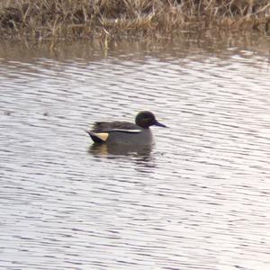 Common Teal