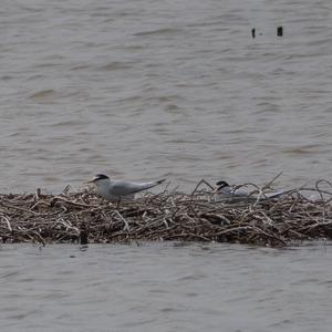 Little Tern