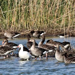 Greylag Goose