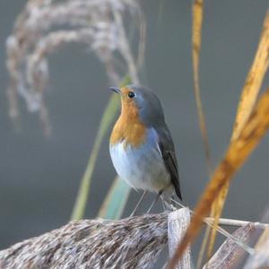 European Robin