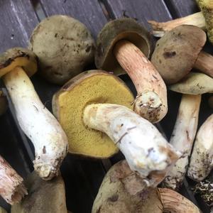 Yellow-cracked Bolete