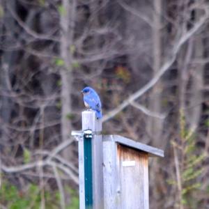 Eastern Bluebird