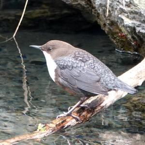 White-throated Dipper