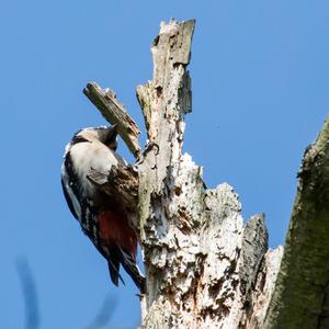 Great Spotted Woodpecker