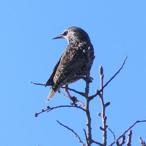 Common Starling