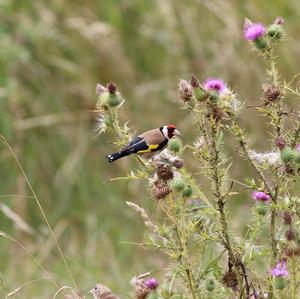 European Goldfinch