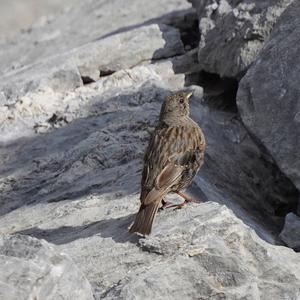 Alpine Accentor