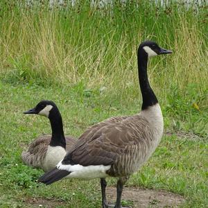 Canada Goose