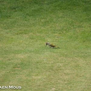 Eurasian Green Woodpecker