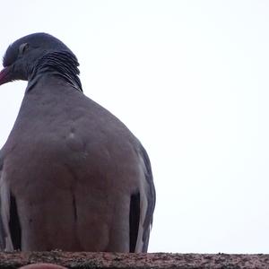 Common Wood-pigeon