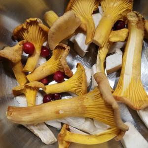 Chanterelle, Common