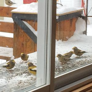 Evening Grosbeak