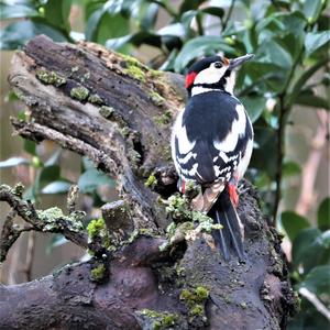 Great Spotted Woodpecker