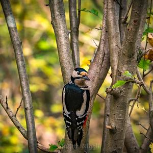 Great Spotted Woodpecker