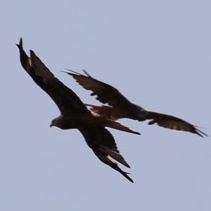 Red Kite