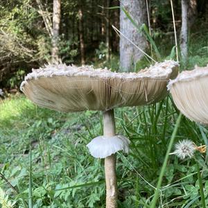 Parasol Mushroom