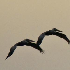 Brown Pelican