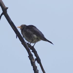 Fieldfare