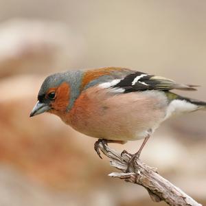 Eurasian Chaffinch