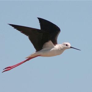 Black-winged Stilt