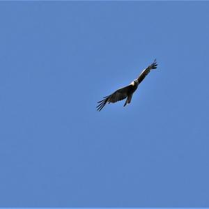 Red Kite