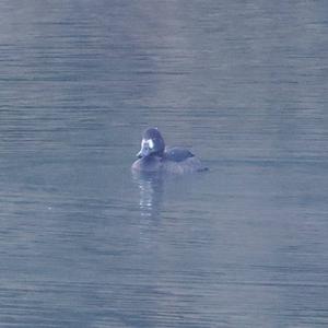 Tufted Duck