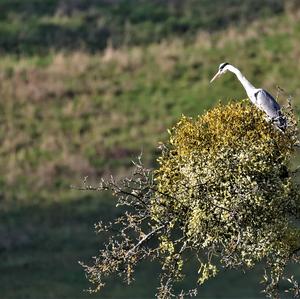 Grey Heron