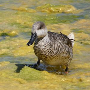 Marbled Teal