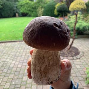 King Bolete