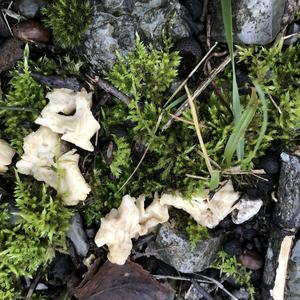 Hedgehog Fungus, Common