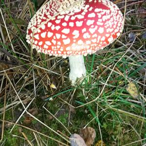 Fly Agaric