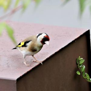 European Goldfinch