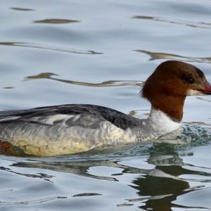 Common Merganser