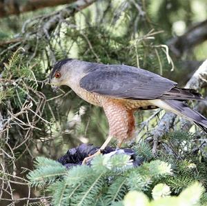 Eurasian Sparrowhawk