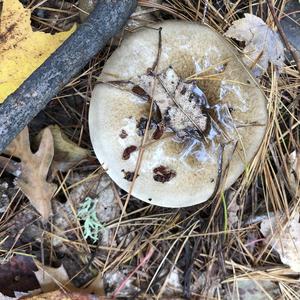 Late Fall Waxy Cap