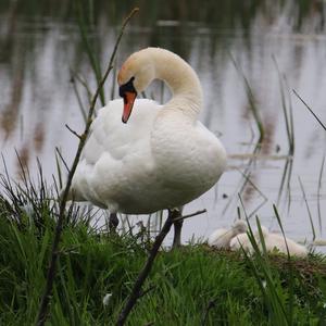 Mute Swan