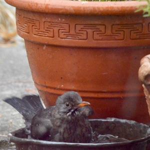 Eurasian Blackbird