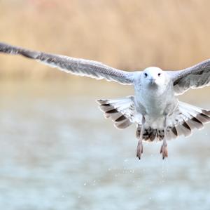 Herring Gull