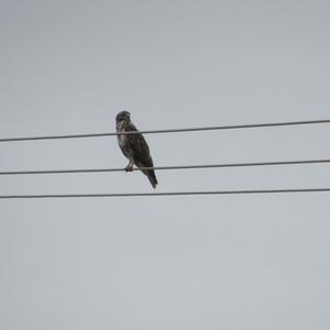 Common Buzzard