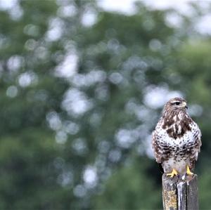 Mäusebussard