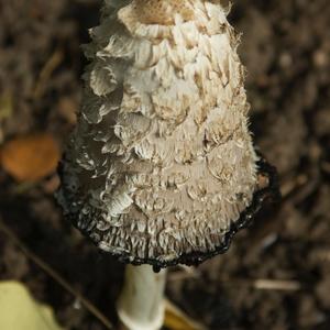 Shaggy Mane