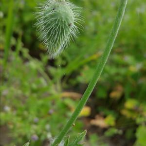 Klatschmohn