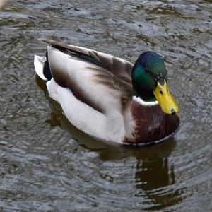 Mallard