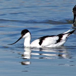 Pied Avocet