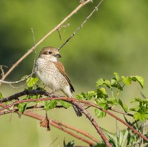 Red-backed Shrike