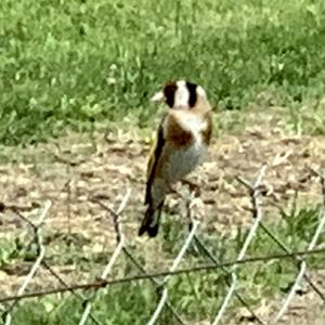 European Goldfinch