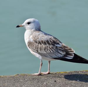 Mew Gull