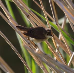 Eurasian Reed-warbler